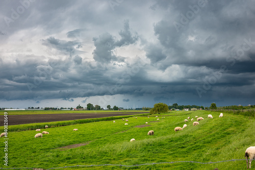 Flock of sheep on a dike in the Dutch landscape with a dark sky from a thunderstorm in the background.