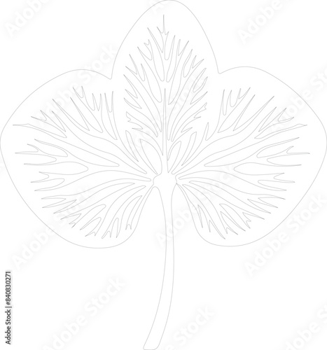 taro outline