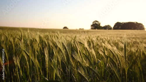 a wheat field at the dawn in summer