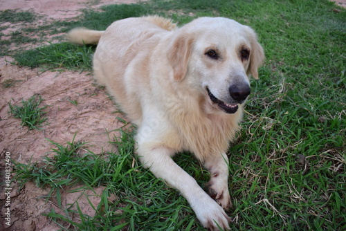 Golden Retriever dog on front lawn