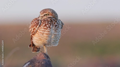 Medium shot Burrowing Owl (Athene cunicularia) rousing its feathers and stretching into Yoga poses while standing on one leg bathed in golden hour light. photo