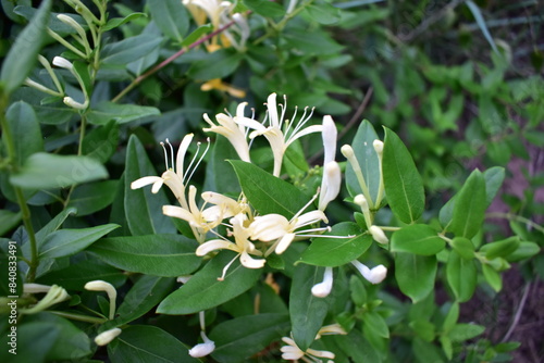 Honeysuckle yellow flowers, green leaves in the garden