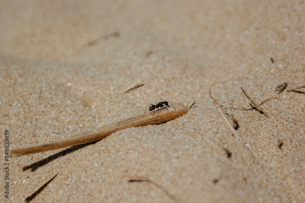 Close-up of ant on sandy ground carrying a twig, concept of strength and perseverance in nature. Ant. Close-up of ant on sandy ground carrying a twig, concept of strength and perseverance in nature. Ant.