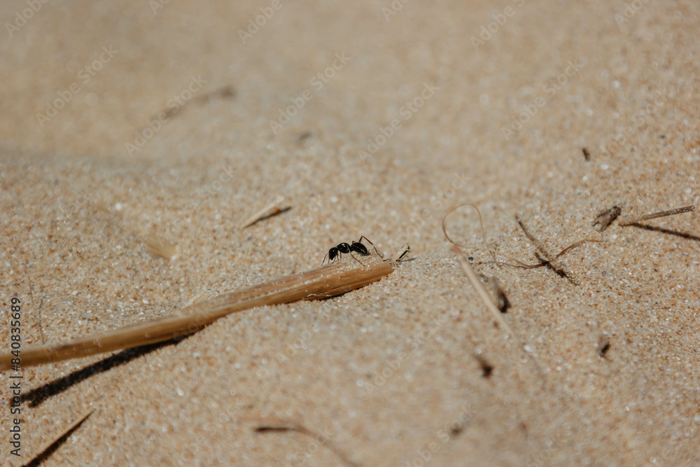 Close-up of ant on sandy ground carrying a twig, concept of strength and perseverance in nature. Ant. Close-up of ant on sandy ground carrying a twig, concept of strength and perseverance in nature. Ant.