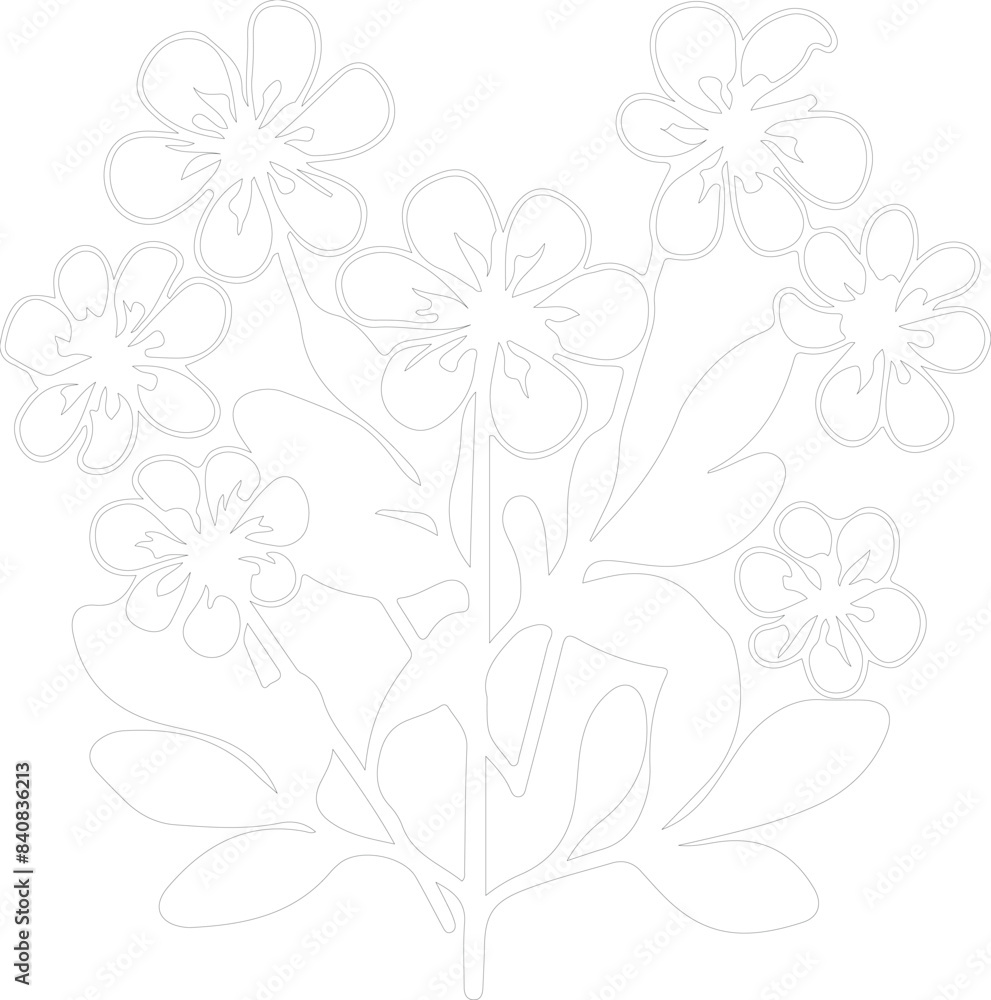 candytuft outline candytuft outline