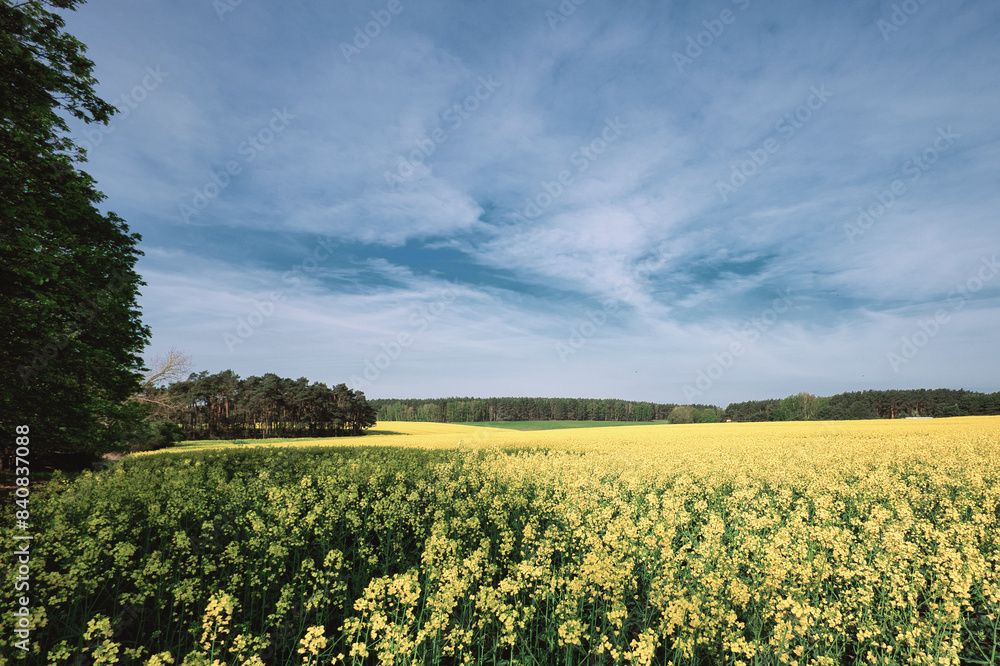 Obraz premium Rapsfeld - Raps - Rapsblüte - Feld - Yellow - Rapeseed - Beautiul - Sky - Background - Concept - Ecology - Blooming - Flower - Bloom - Green - Horizon - Wonderful 