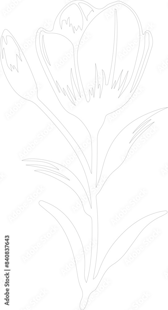 crocus outline crocus outline