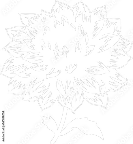 dahlia outline