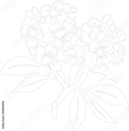 mountain laurel outline photo