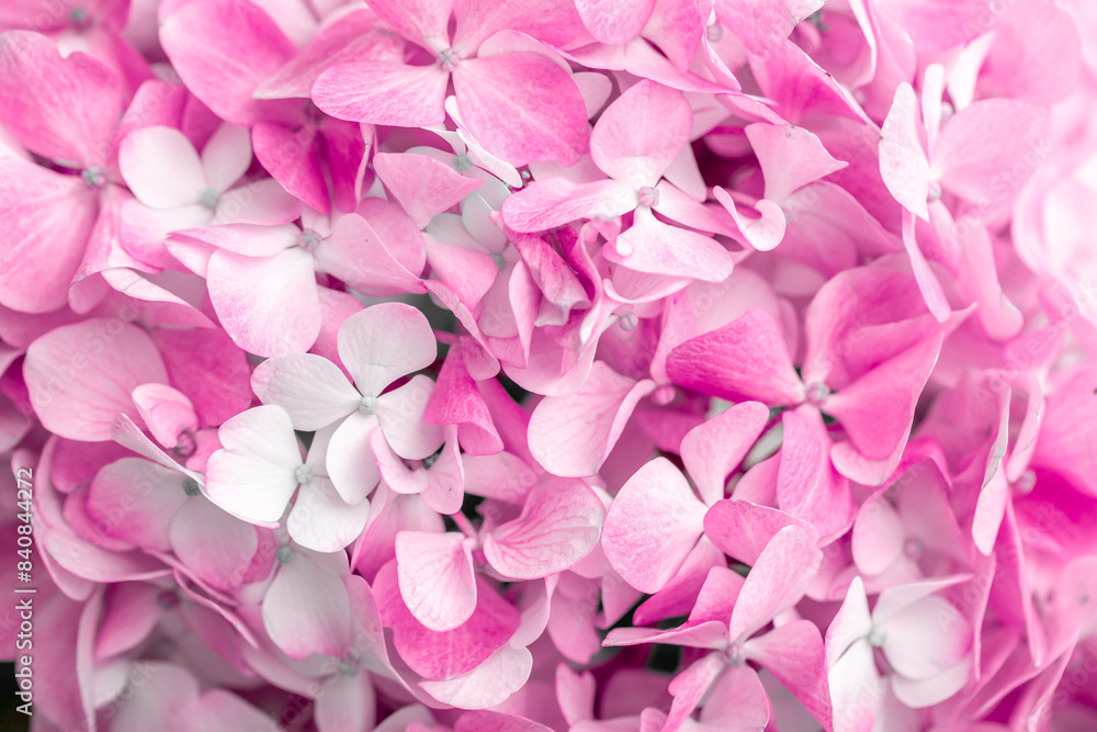 Obraz premium Pink flowers close up. Bouquet of purple flowers. City flower beds, a beautiful and well-groomed garden with flowering bushes.