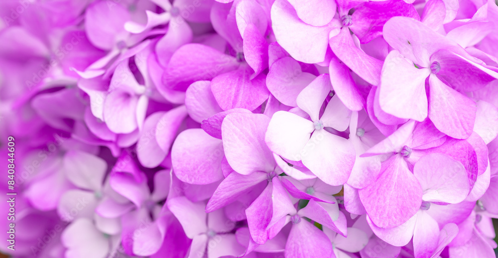 Lilac flowers close up. Bouquet of purple flowers. City flower beds, a beautiful and well-groomed garden with flowering bushes. Lilac flowers close up. Bouquet of purple flowers. City flower beds, a beautiful and well-groomed garden with flowering bushes.