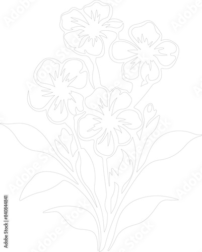 phlox outline