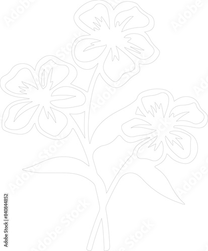 phlox outline