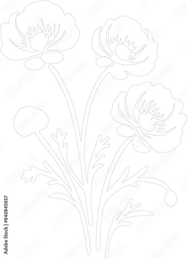 Fototapeta premium ranunculus outline