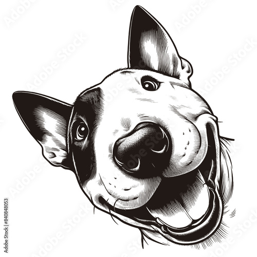Hand drawn Bull Terrier portrait, vector sketch isolated on white background.	