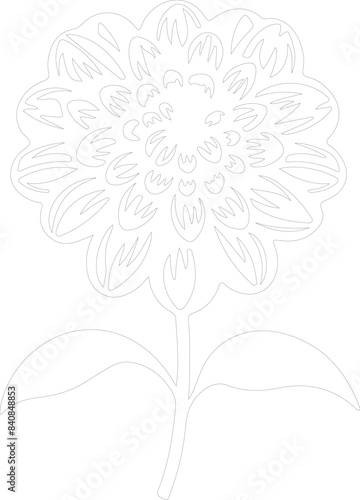 zinnia outline