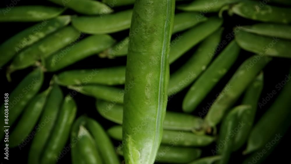 Green Pea Pod slowly falling down to the rest, super slow macro. Green Pea Pod slowly falling down to the rest, super slow macro.
