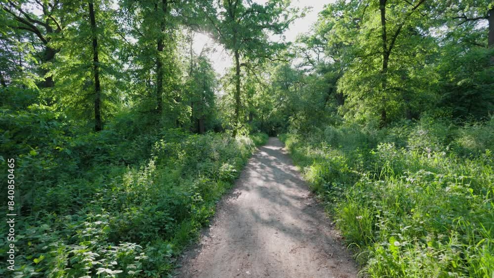 Walk in the summer forest. The rays of the sun break through the branches of trees. Green grass, trees in yellow, green, red leaves. Beautiful path in the forest. Walk in the summer forest. The rays of the sun break through the branches of trees. Green grass, trees in yellow, green, red leaves. Beautiful path in the forest.