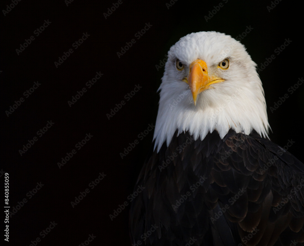 Close, detailed photograph of an adult Bald Eagle against a black backdrop Close, detailed photograph of an adult Bald Eagle against a black backdrop