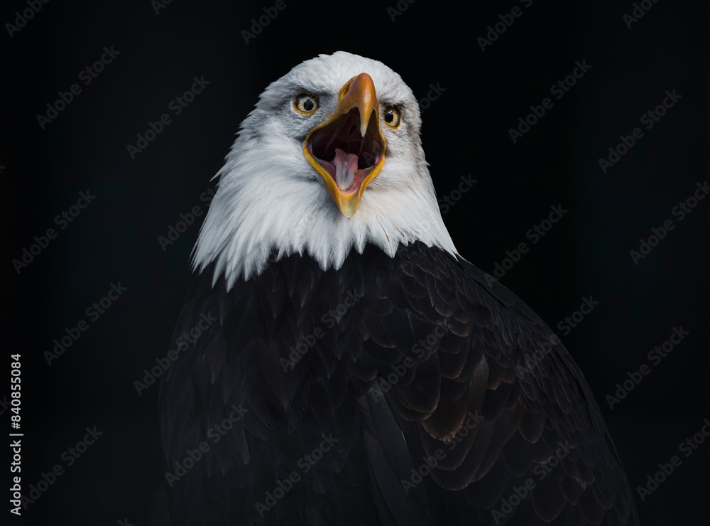 Obraz premium Close, detailed photograph of an adult Bald Eagle screaming against a black backdrop in British Columbia, Canada.