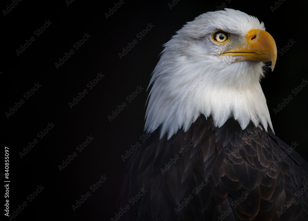 Close, detailed photograph of an adult Bald Eagle against a black backdrop in British Columbia, Canada. Close, detailed photograph of an adult Bald Eagle against a black backdrop in British Columbia, Canada.