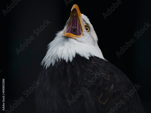 Close, detailed photograph of an adult Bald Eagle screaming against a black backdrop in British Columbia, Canada. photo