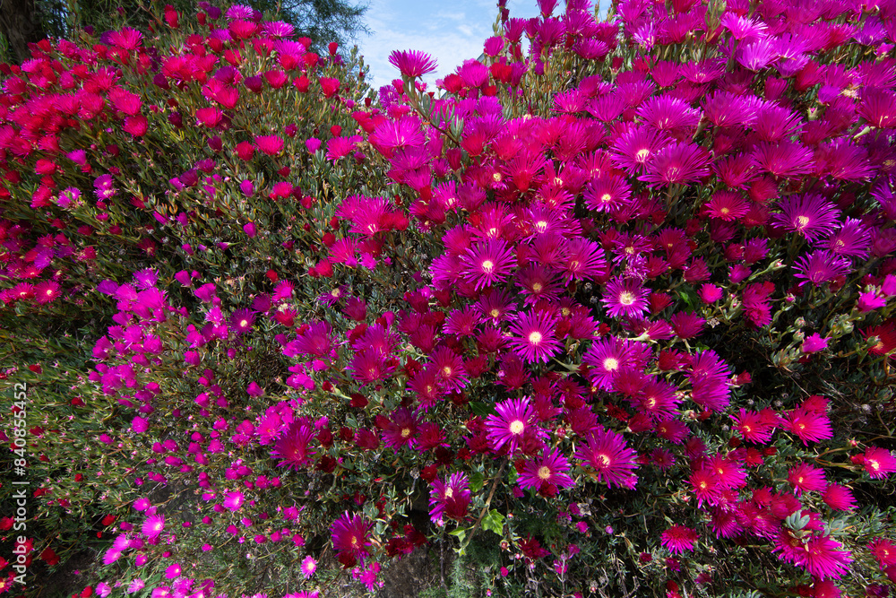 Obraz premium Magnifiques fleurs Ficoïdes en bordure de route en Bretagne