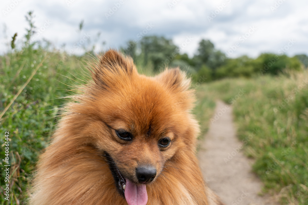 Red Spitz dog for a walk in the park. Spitz dog close up. Red Spitz dog for a walk in the park. Spitz dog close up.