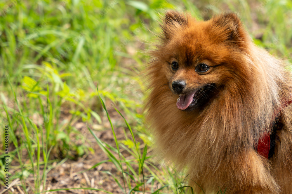 Red Spitz dog for a walk in the park. Spitz dog close up. Red Spitz dog for a walk in the park. Spitz dog close up.