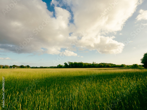 Jeune champ de blé à la lumière du soir