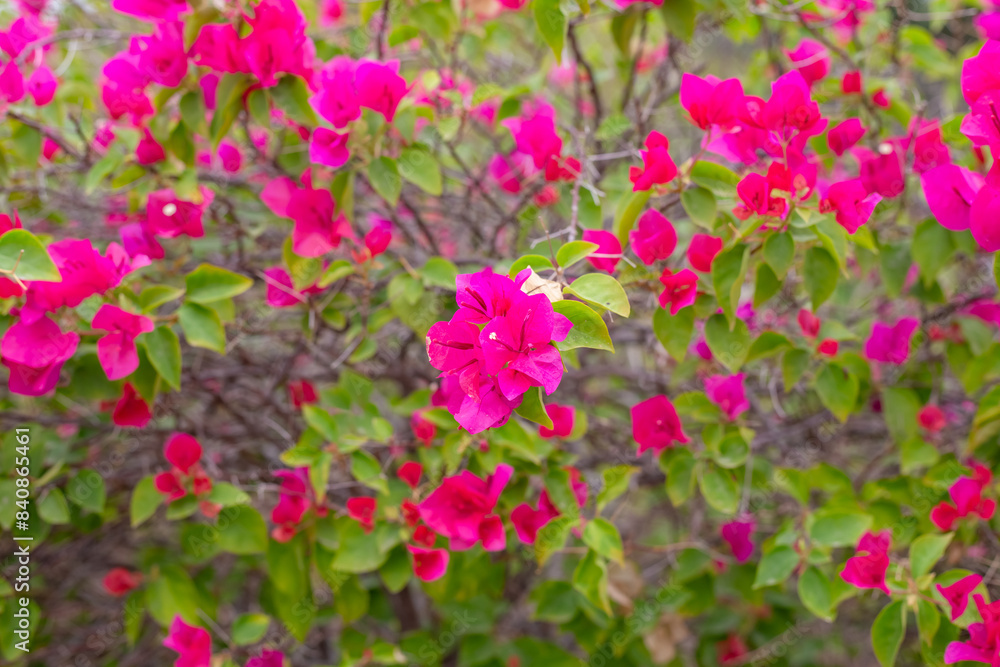 Floral background from red bougainvillea. Flowers and foliage Floral background from red bougainvillea. Flowers and foliage