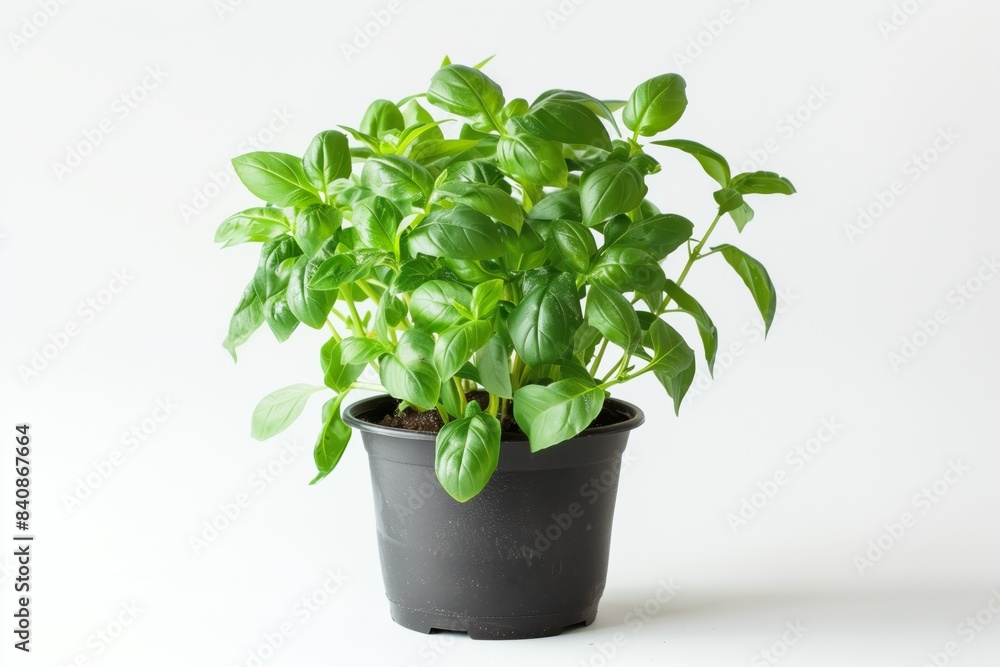 Fototapeta premium Fresh green basil plant in black pot on white background
