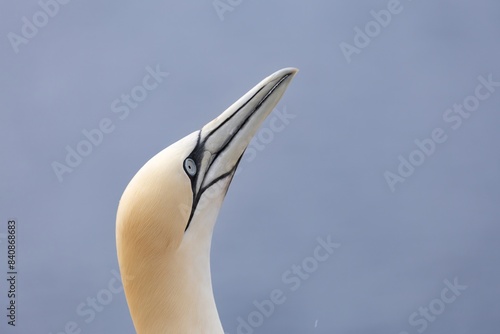 Portrait von einem Basstölpel photo