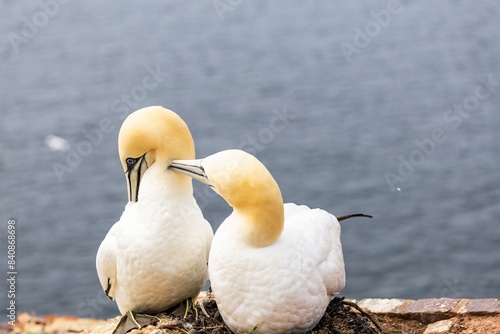 courtyard of gannets photo