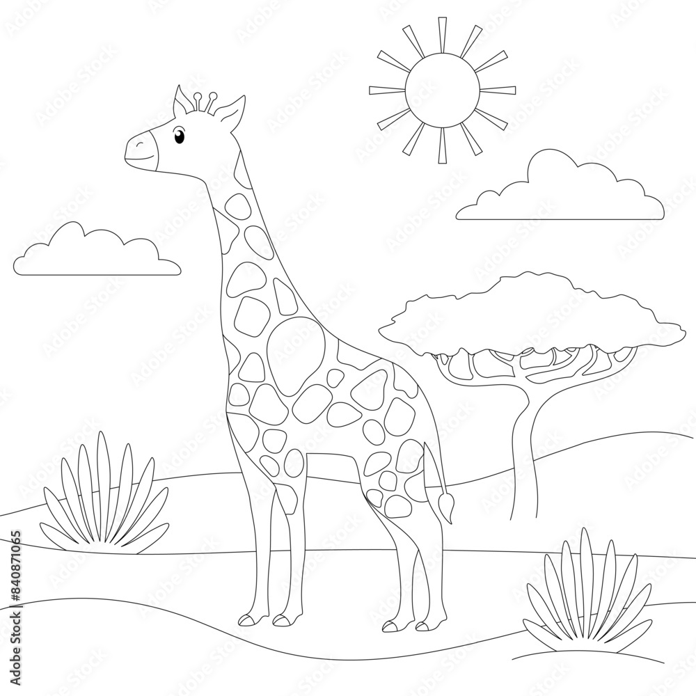 Fototapeta premium giraffe