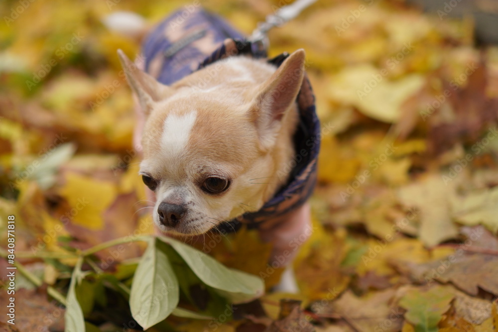 chihuahua in autumn leaves chihuahua in autumn leaves