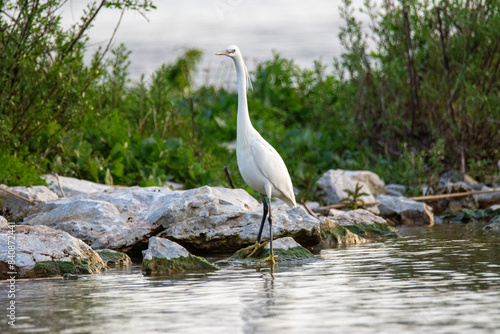 great blue heron