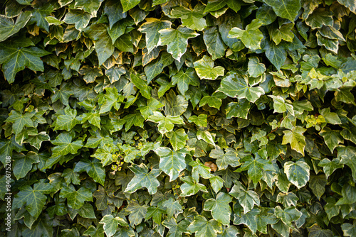 Wall crawling leaves close up