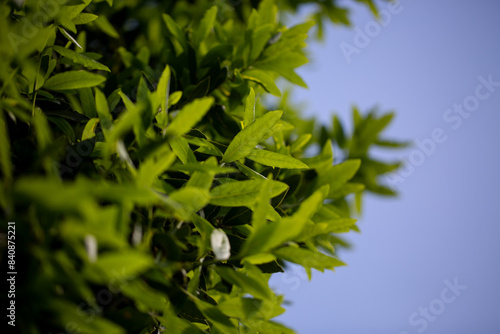 Below the trees looking up to sky
