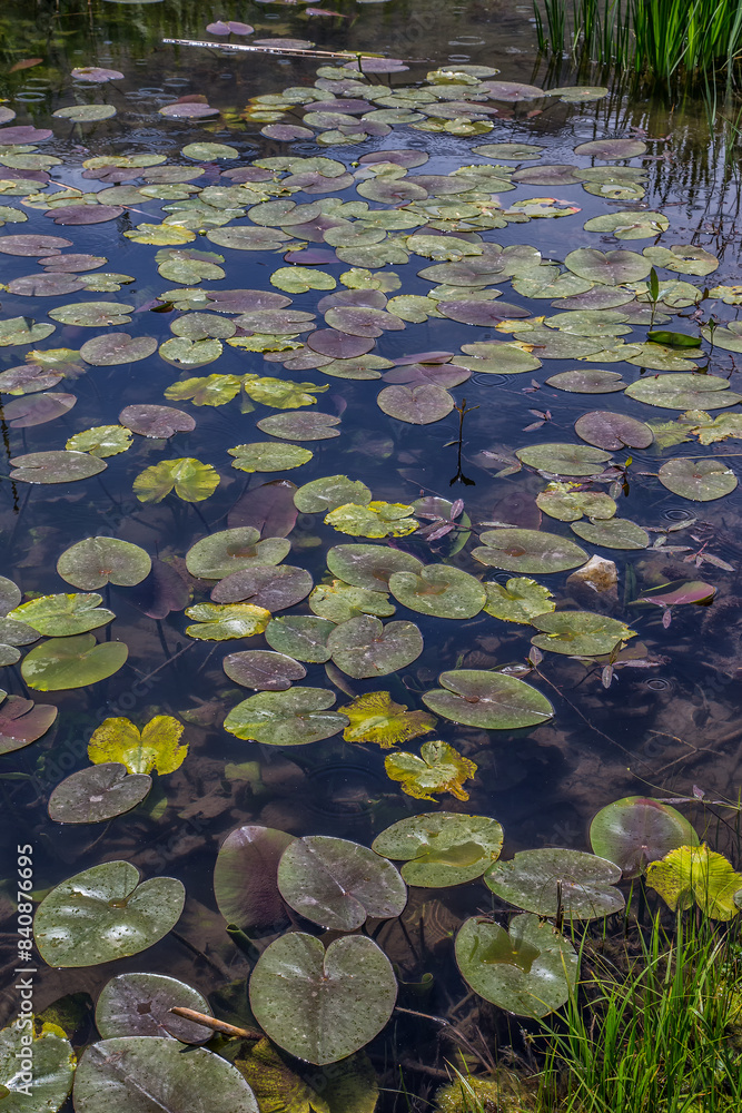 Dipsiz Lake and water lilies, located at an altitude of 1702 meters on the northern slopes of the Taurus Mountains Dipsiz Lake and water lilies, located at an altitude of 1702 meters on the northern slopes of the Taurus Mountains