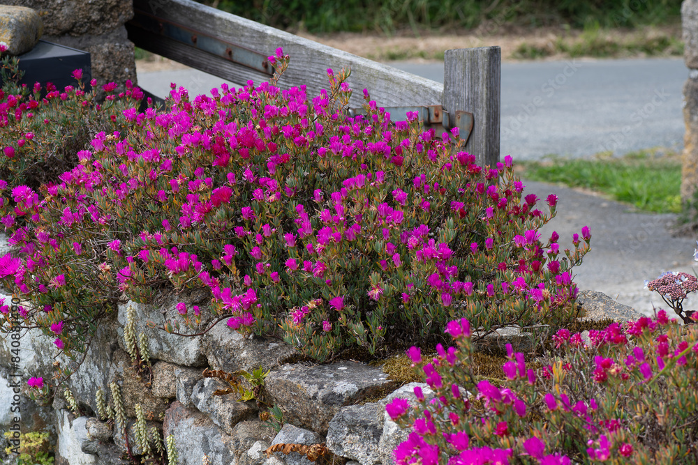 Magnifiques fleurs Ficoïdes en bordure de route en Bretagne Magnifiques fleurs Ficoïdes en bordure de route en Bretagne