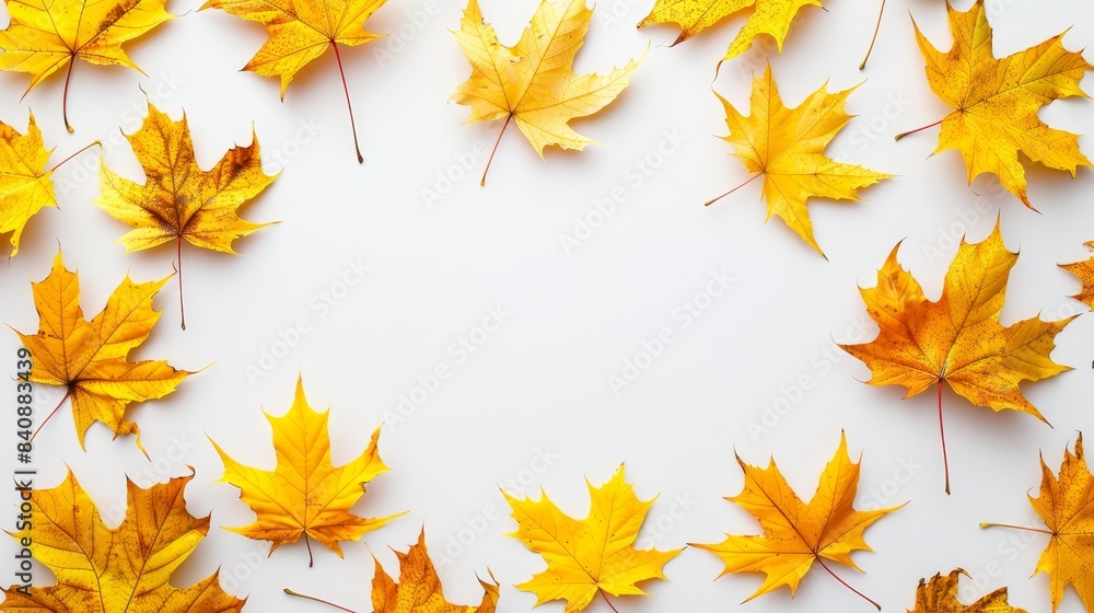 Top view of yellow dry maple autumn leaves on white background with ample copy space for text