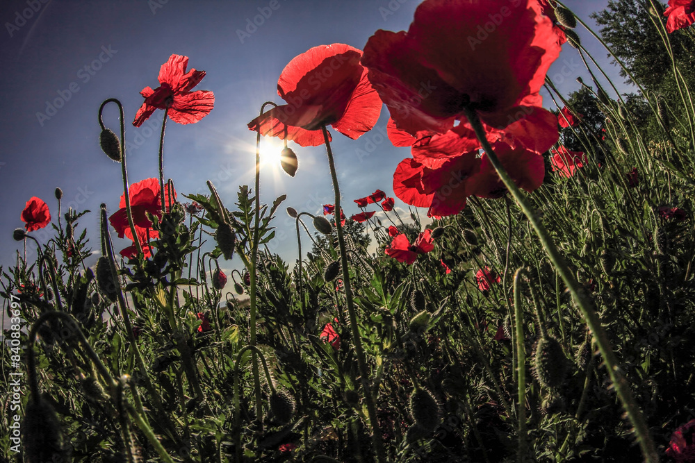 Obraz premium Close-up of red poppy flowers in summer