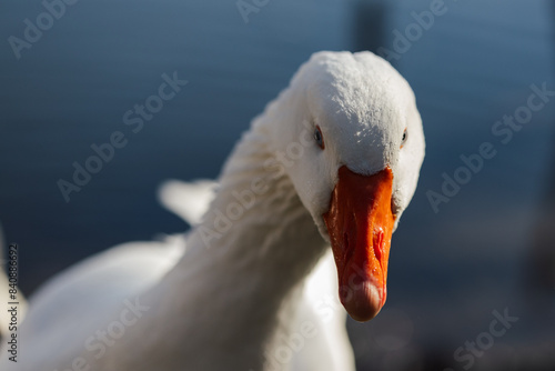 close up of a goose