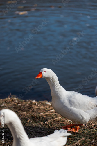 goose on the lake
