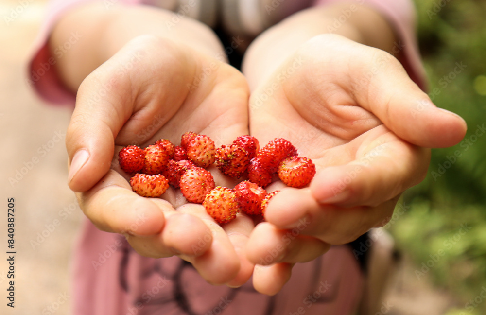 Fresh strawberries in children's hands, close-up Fresh strawberries in children's hands, close-up