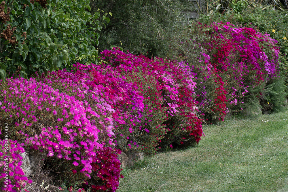 Magnifiques fleurs Ficoïdes en bordure de route en Bretagne Magnifiques fleurs Ficoïdes en bordure de route en Bretagne