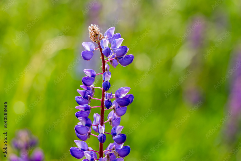 beautiful floral background. Purple lupine flowers close up, green leaves and grass blurred green background.	
