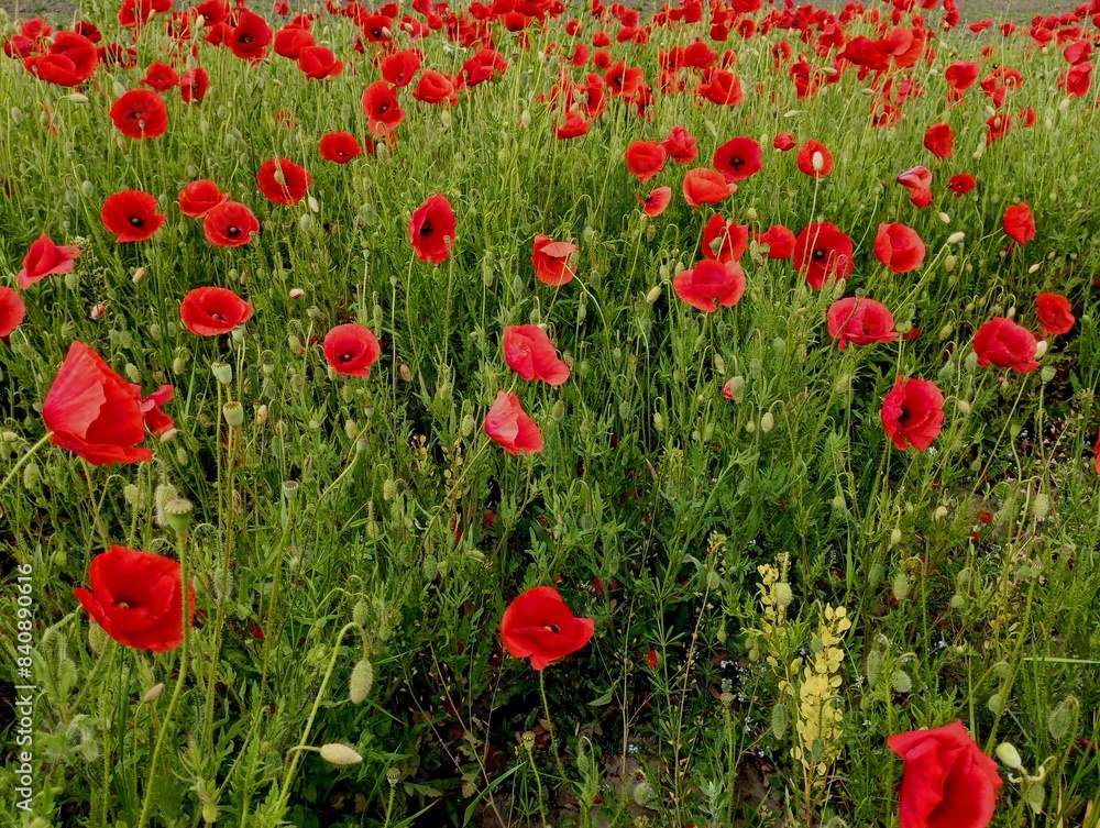 Fototapeta premium Green field with red wild poppy flower among green grass. Beautiful natural backgrounds and textures with red wildflowers.