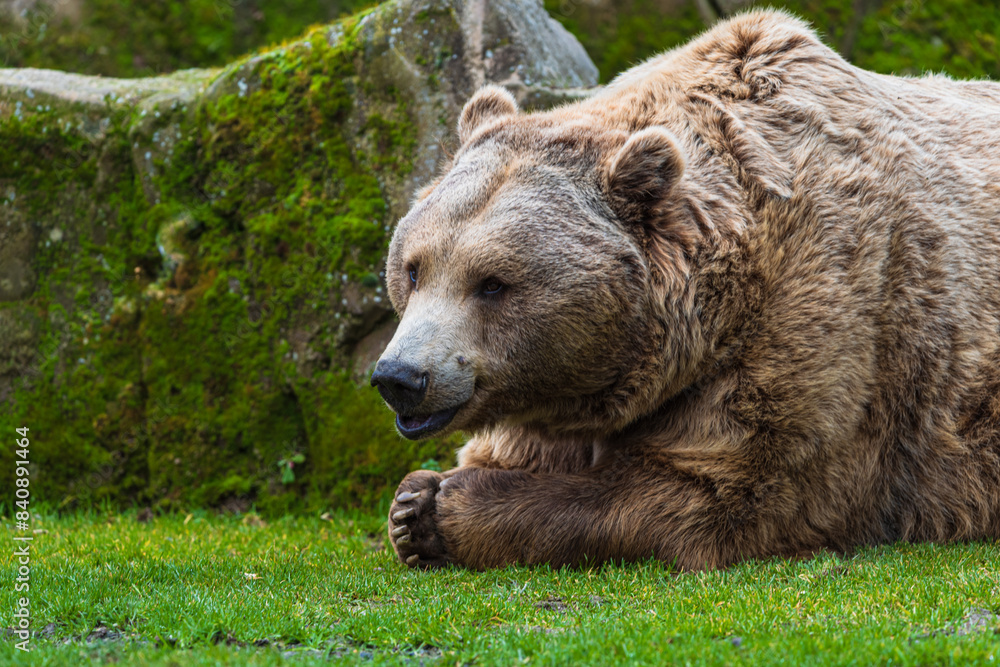 photograph of a brown bear in nature of a brown bear in nature photograph of a brown bear in nature of a brown bear in nature